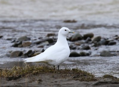 Ivoormeeuw - Ivory Gull