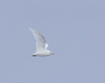 Ivoormeeuw - Ivory Gull