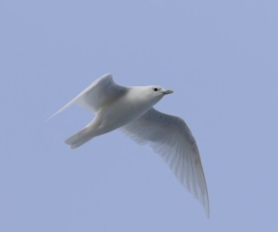 Ivoormeeuw - Ivory Gull