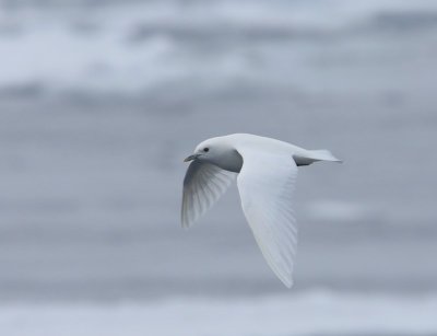 Ivoormeeuw - Ivory Gull