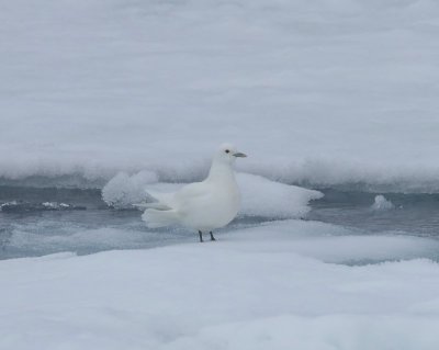 Ivoormeeuw - Ivory Gull