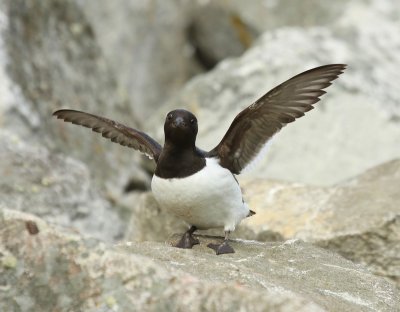 Kleine Alk - Little Auk