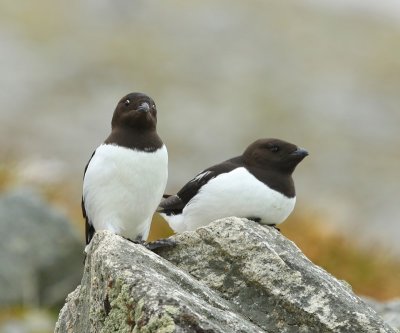 Kleine Alken - Little Auks