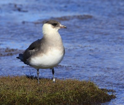 Kleine Jager - Arctic Skua