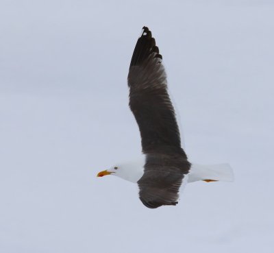 Kleine Mantelmeeuw - Lesser Black-backed Gull