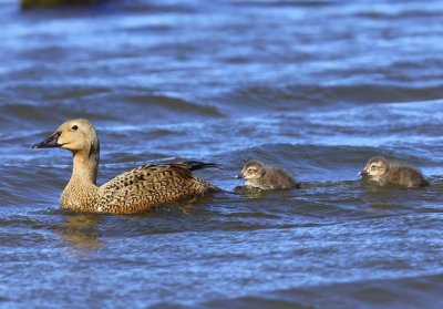 Koningseider - King Eider