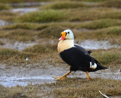 Koningseider - King Eider