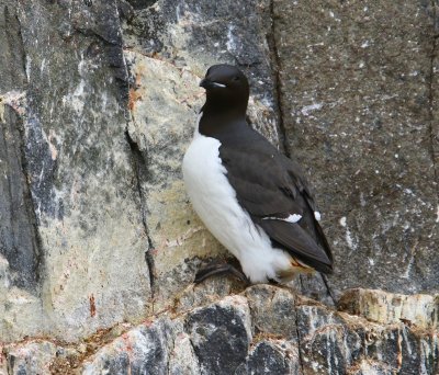 Kortbekzeekoet - Brunnich's Murre