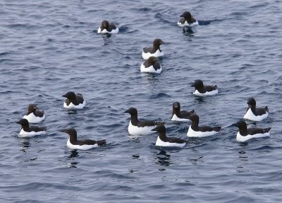 Kortbekzeekoeten - Brunnich's Murres