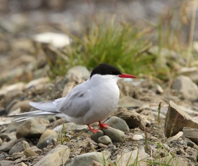 Noordse Stern - Arctic Tern
