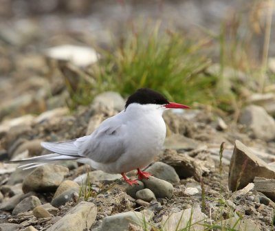 Noordse Stern - Arctic Tern