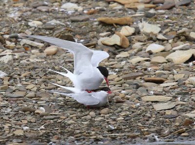 Noordse Sterns - Arctic Terns