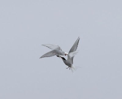 Noordse Sterns - Arctic Terns