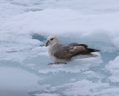 Noordse Stormvogel - Northern Fulmar