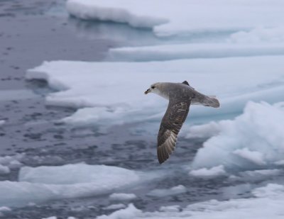 Noordse Stormvogel - Northern Fulmar