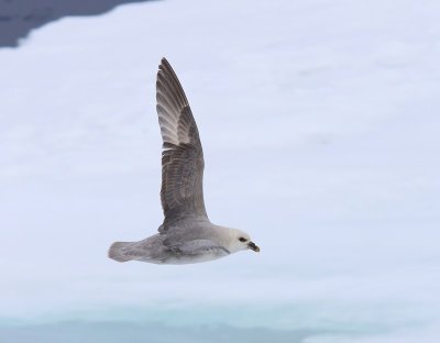 Noordse Stormvogel - Northern Fulmar