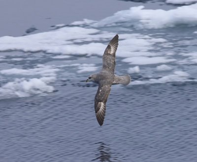 Noordse Stormvogel - Northern Fulmar