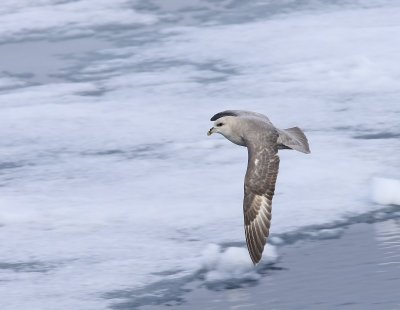 Noordse Stormvogel - Northern Fulmar