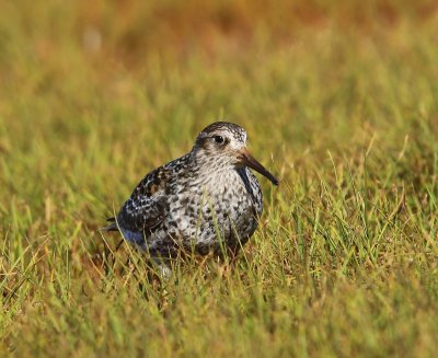 Paarse Strandloper - Purple Sandpiper