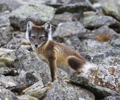 Poolvos - Polar Fox