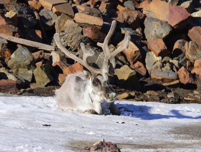 Rendier - Reindeer