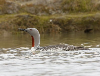 Roodkeelduiker - Red-throated Loon