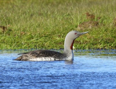 Roodkeelduiker - Red-throated Loon