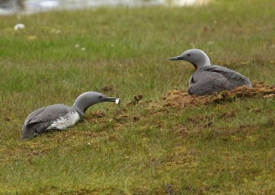 Roodkeelduikers - Red-throated Loons