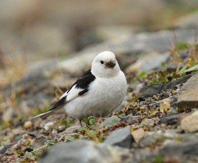 Sneeuwgors - Snow Bunting