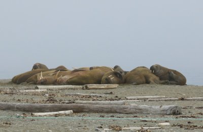 Walrussen - Walruses
