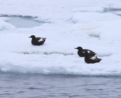 Zwarte Zeekoeten - Black Guillemots