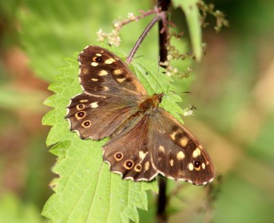 Bont Zandoogje - Speckled Wood