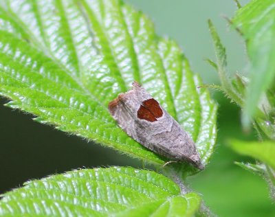 Micro Nachtvlinders - Micro Moths