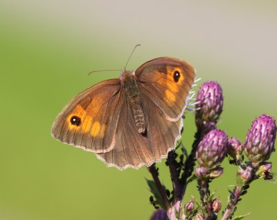 Bruin Zandoogje - Meadow Brown