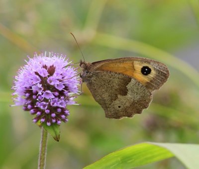 Bruin Zandoogje - Meadow Brown