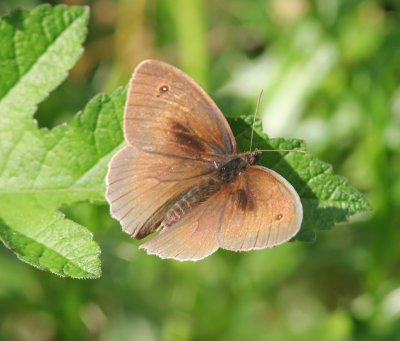 Bruin Zandoogje - Meadow Brown