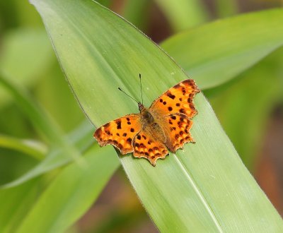 Gehakkelde Aurelia - Comma Butterfly