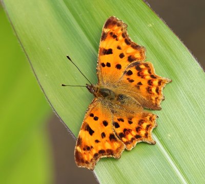 Gehakkelde Aurelia - Comma Butterfly