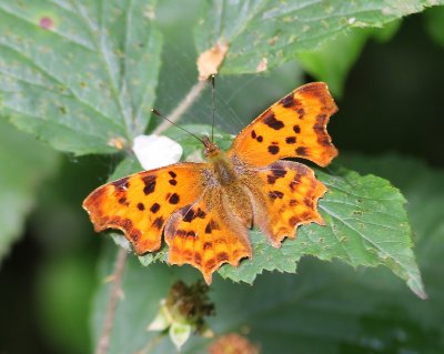 Gehakkelde Aurelia - Comma Butterfly