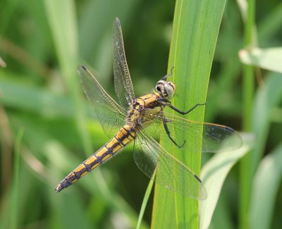 Gewone Oeverlibel - Black-tailed Skimmer