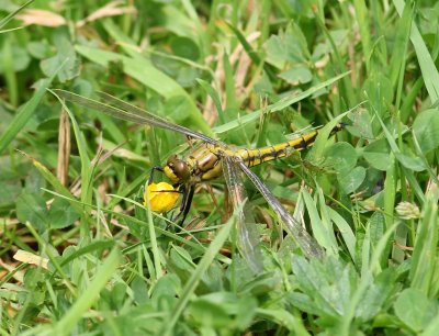 Gewone Oeverlibel - Black-tailed Skimmer