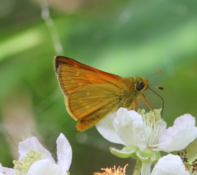 Groot Dikkopje - Large Skipper