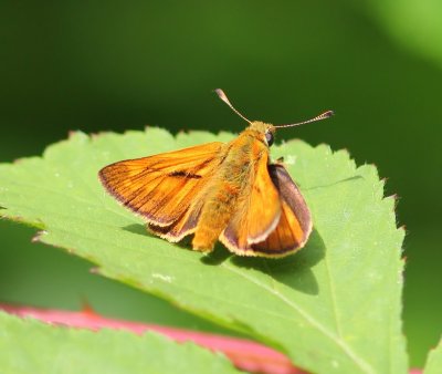 Groot Dikkopje - Large Skipper