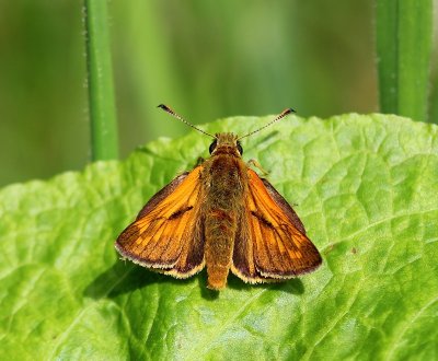 Groot Dikkopje - Large Skipper