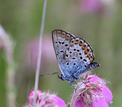 Heideblauwtje - Silver-studded Blue