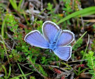 Heideblauwtje - Silver-studded Blue