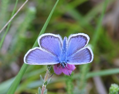 Heideblauwtje - Silver-studded Blue