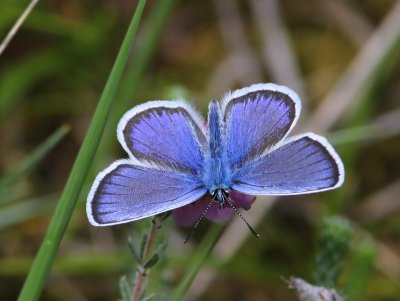 Heideblauwtje - Silver-studded Blue