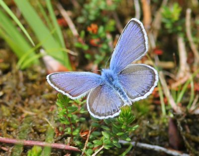 Heideblauwtje - Silver-studded Blue