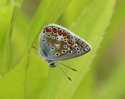 Icarusblauwtje - Common Blue